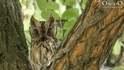 Çizgili ishakkuşu
