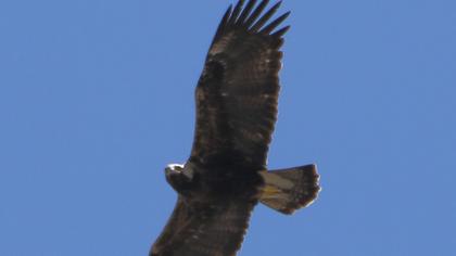 Şah kartal