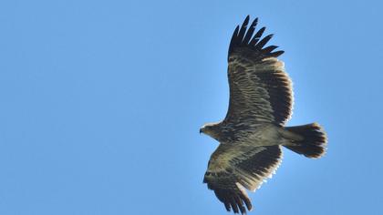 Şah kartal