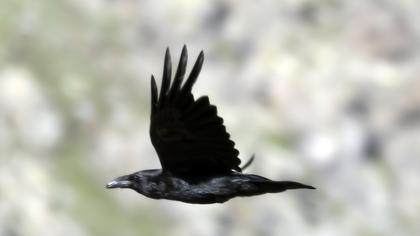 Kuzgun