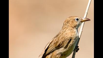 Irak yedikardeşi