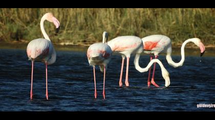 Flamingo