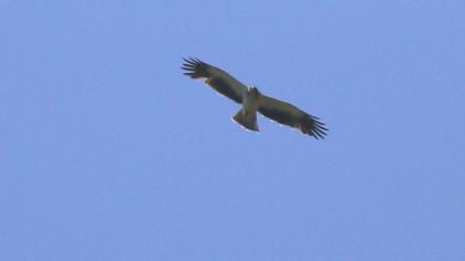 Küçük kartal