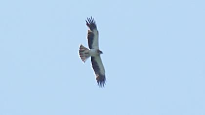 Küçük kartal