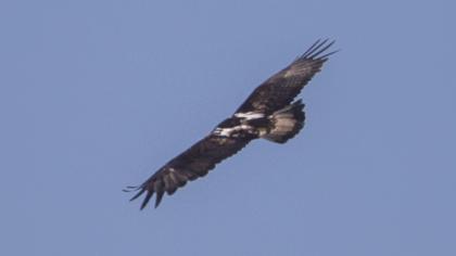 Şah kartal