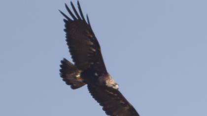Şah kartal