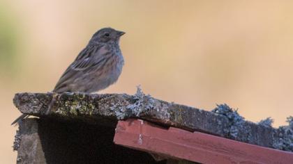 Kaya kirazkuşu