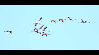 Flamingo