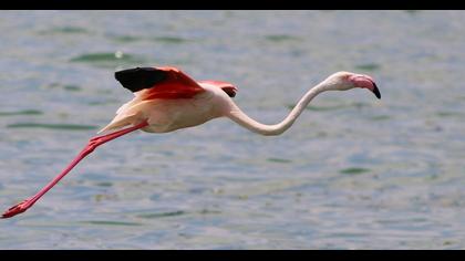 Flamingo