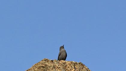 Gökardıç