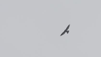 Çakır