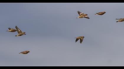 Doğu alameceği