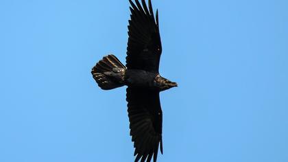 Kuzgun