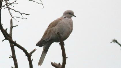 Kumru
