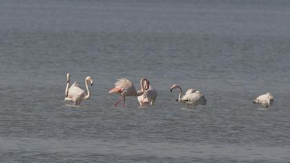 Flamingo