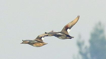 Boz ördek