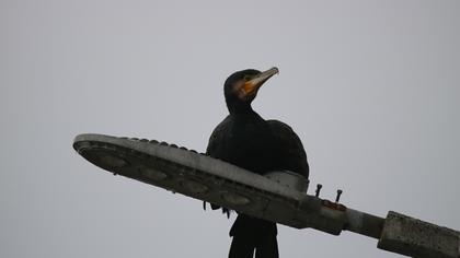 Karabatak