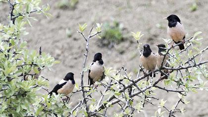 Alasığırcık