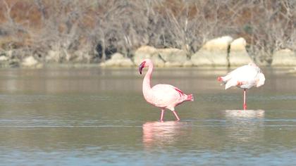 Küçük flamingo