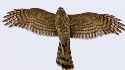 Atmaca