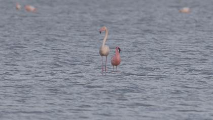 Küçük flamingo