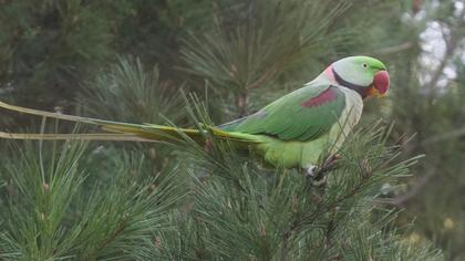 İskender papağanı
