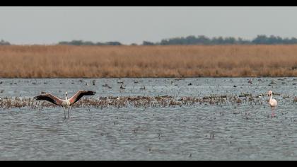 Flamingo