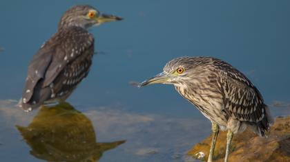 Gece balıkçılı