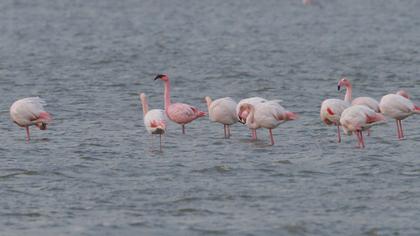 Küçük flamingo