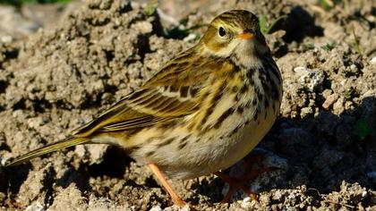 Çayır incirkuşu