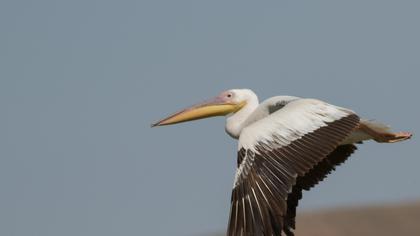 Ak pelikan
