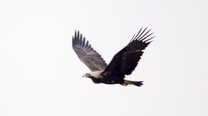 Şah kartal