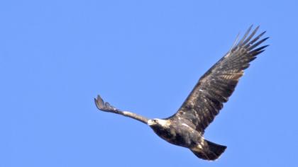 Şah kartal