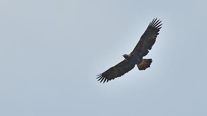 Şah kartal
