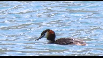 Bahri