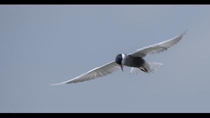 Bıyıklı sumru