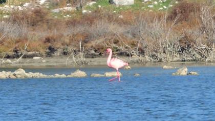 Küçük flamingo