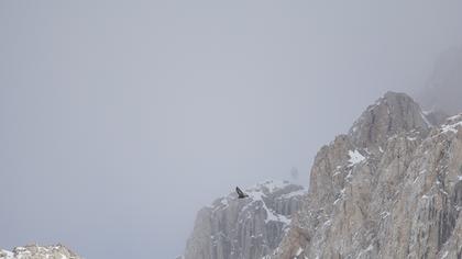 Kaya kartalı