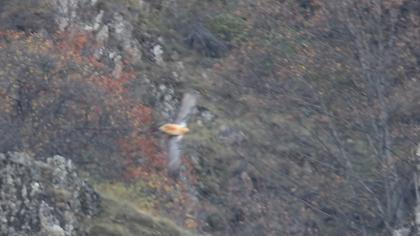 Sakallı akbaba