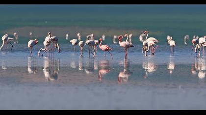 Küçük flamingo