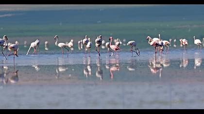 Küçük flamingo