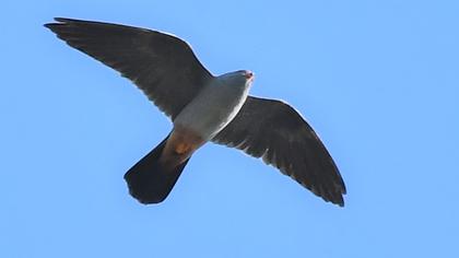 Ala doğan