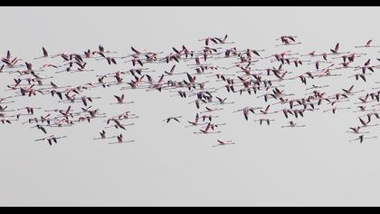 Flamingo