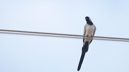 Kap kumrusu
