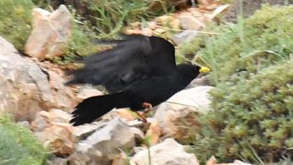 Sarıgagalı dağ kargası