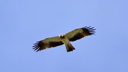 Küçük kartal