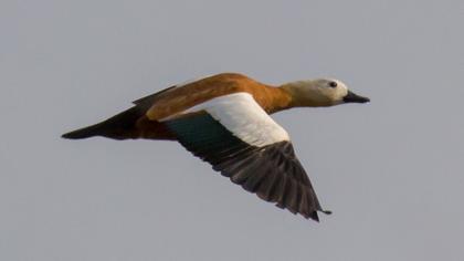 Angıt