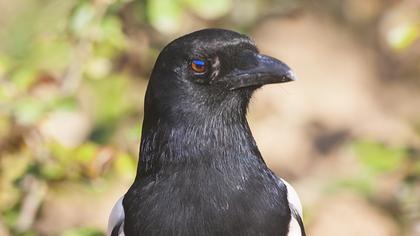 Saksağan