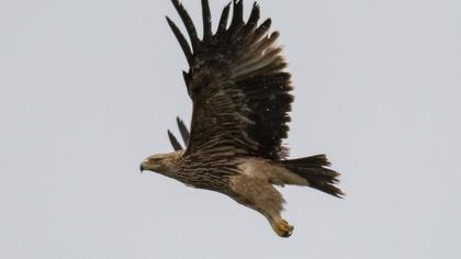 Şah kartal