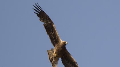 Küçük kartal